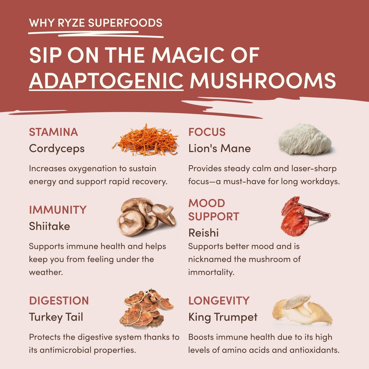 Mushroom Chicory a55hg9